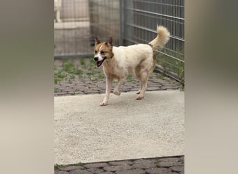 Adel – für Menschen, die lieber einen Hund richtig lieben als zwei halb“