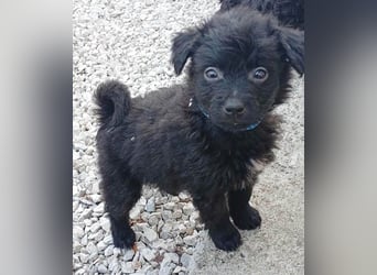 ❤️ süßes TOBY-Baby - 8 Wochen, sp. 35cm - Havaneser-Pudel-Mix