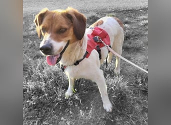 Pippa eine Kinderliebende Hündin