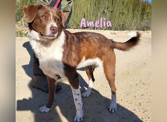 Amelia 08/2018 (ESP) - bezaubernde, ausgeglichene und soziale Hütehund-Mix Hündin!