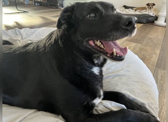 Labrador - Flat Coated Retriever Mix Rüde (5-7 Jahre, kastriert), freundlicher Anfängerhund