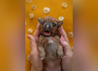 Rhodesian Ridgeback Welpen mit FCI-Ahnentafel