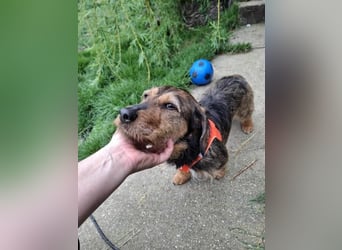 Zizi, kleine Dackel Dame möchte um die Wette flitzen
