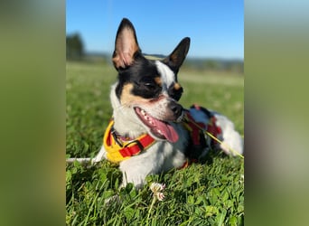 Luna sucht ihre Herzensmenschen