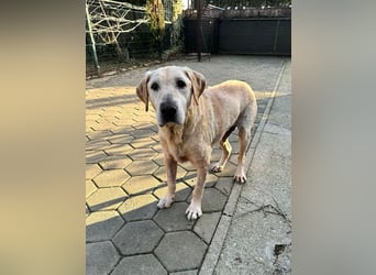 LUDWIG - vom Leben gezeichnet suche ich ein liebevolles Zuhause bei tollen Menschen...
