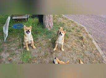 Shiba inu Welpen.   vom Haus Joe   ,Liebhaberzucht