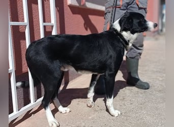 Border Collie Mischlings Piko wünscht sich ein zuhause