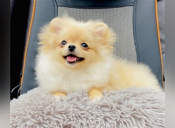 Zwergspitz Pomeranian Weibchen 5Monate jung