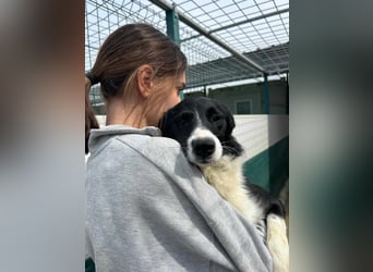 Rihanna mittelgroße Border Collie Mischlingshündin Mischling Junghund Hündin sucht Zuhause oder PS