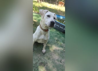 Lucy-DG, taube,kleine Fee sucht Körbchen !