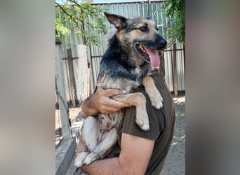Norka - diesen Hund sollte man kennenlernen