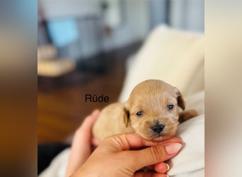 Wunderschöne Maltipoo Welpen!!! (Malteser/Zwergpudel)