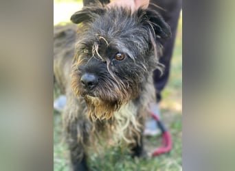 Foxi LM - Zarter Hundejunge mit großem Herz sucht Vertrauen