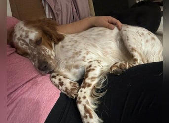 Lieber Setter ♥Luca♥ in 84513 Töging