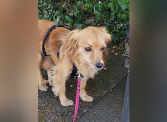 Bolota, Mix Dackel / Spaniel, noch schüchtern und ängstlich