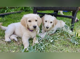 Goldendoodle - Welpen [Double-Doodle]