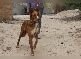 MOON-freundlich, offen, durch und durch sozial lieb sie den Kontakt zu Mensch und Hund