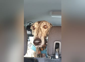Toni, sucht ein liebevolles Zuhause