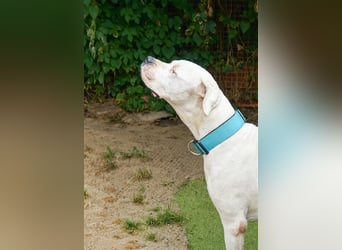 Dogo Argentino