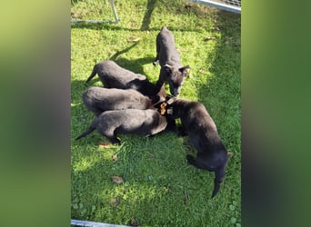 schwarze Schäferhunde aus Leistungszucht