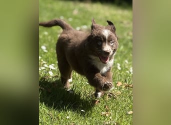 Tolle Australian Shepherd Welpen suchen Ihre Herzenfank