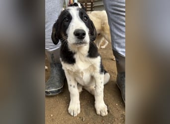 Cosimo, bereits auf PS in DE, sucht wundervolle Familie und Zuhause für immer!
