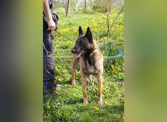 OLLI - der aktive, sportliche Herr sucht Herrchen oder/und Frauchen zum "arbeiten"