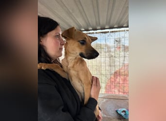 Egon LM – Kleiner Kämpfer mit großem Herzen sucht echtes Zuhause
