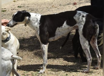 Rocky7 02/2023 (ESP) - sozialer, freundlicher und verschmuster Galgo!
