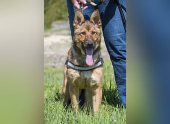 Bella2 SI – Aktive Hündin sucht passendes Zuhause