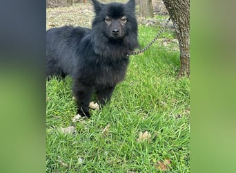 Leo, geb. 12.02.2021, 42 cm, wünscht sich ein tolles Hundeleben