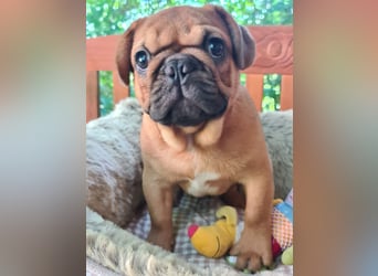 Vergnügte Frops Kinder  (Französische Bulldogge + Mops )