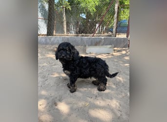Max - der kleine Sonnenschein ❤️