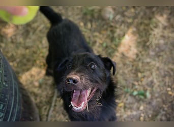 Chip 231920: Sucht ein Zuhause