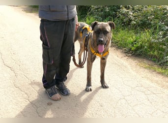 liebenswürdiger Bark sucht sein Zuhause