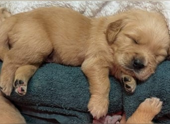Golden Retriever dark reinrassig