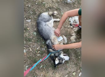 Maya, sanfte Malamute Hündin sucht liebevolle Menschen