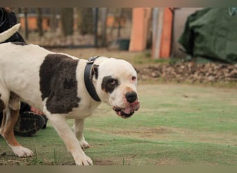 Bruce-DG, sanfter Dickkopf sucht warmes Zuhause!