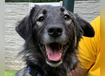 ♥ALITA♥ Pflegestelle dringend gesucht - wunderschöne, aufgeschlossene Herdenschutz-Mix-Hündin 59 cm
