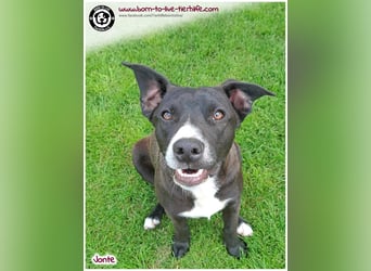 Welpenjunge Jonte sucht ein Zuhause