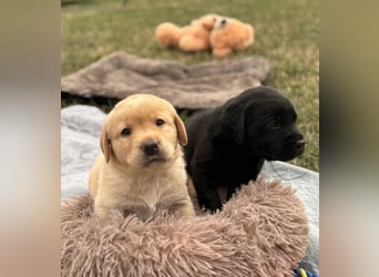 Labrador Welpen mit Ahnentafel