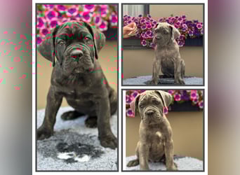Cane Corso Italiano Rüden
