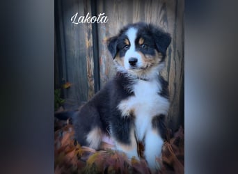 Traumhafte Australian Shepherd Welpen