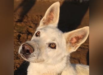 Luuk, geb. ca. 12/2018, lebt in GRIECHENLAND, im städt. Tierheim Serres