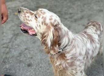 Hercules - Ein Setter mit Geschichte und großem Herzen