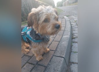 Toby sucht eine neue Familie