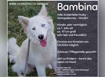 BAMBINA – verspielte junge Hündin mit Familienerfahrung!