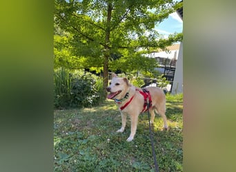 Alba - vorsichtige, ruhige, liebe Labrador-Mix-Hündin / Pflegestelle in Mosbach