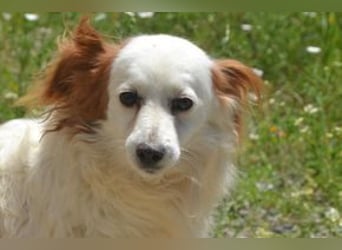 Fifi, eine von zwölf zurückgebliebenen Hunden sucht ein neues Zuhause