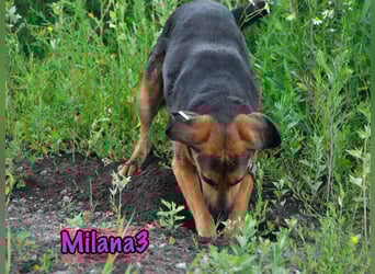 Milana3 geb. 01/2022 - menschenbezogene, freundliche und sanfte Schönheit!